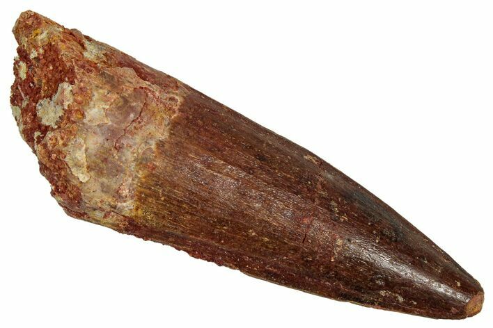 Fossil Spinosaurus Tooth - Real Dinosaur Tooth #353062